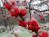 	Frozen Possumhaw Holly Berries