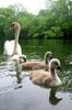 	Swan and Babies