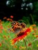 	American Lady Butterfly on Indian Blanket Wildflower