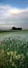 	Wheat Field Landscape 1