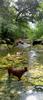 	Dog and Hiker Wading in Barton Creek - Austin - Texas