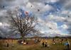 	Kite Eating Tree - Zilker Kite Festival - Austin - Texas