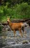 	Mule Deer in Snowmass Creek Detail - Maroon Bells Wilderness - Colorado