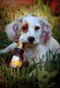 	Spaniel Puppy Mouthing Beer Bottle