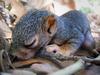 	Baby Squirrel Nestling