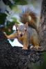 	Baby Squirrel Portrait