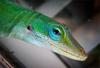 	Green Anole Lizard Portrait