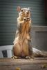 	Squirrel Standing Upright and Eating