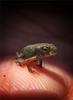 	Tiny Baby Toad Portrait 1