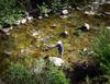 	Fly Fishing On Flint Creek - Weminuche Wilderness