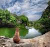 	Dog Watching Swimmers On Barton Creek - Austin - Texas