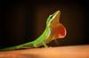 	Green Anole Lizard With Inflated Red Dewlap
