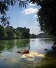 	Dog Wading at Red Bud Isle 3 - Lady Bird Lake - Austin - Texas