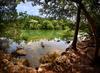	Dog Wading at Red Bud Isle 1 - Lady Bird Lake - Austin - Texas