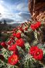 	Claret Cup Cactus Blossoms - Bill Hall Trail - Grand Canyon
