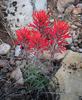 	Paintbrush Flowers on Monument Point - Bill hall Trail - Grand Canyon