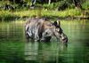 	Moose in the Elk Creek Beaver Ponds