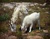 	Mountain Goat Nanny and Kid Foraging at Columbine Lake - Weminuche Wilderness - Colorado