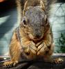 	Squirrel Eating 1