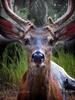 	Mule Deer Buck - Yosemite