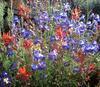 	Indian Paintbrush and Penstemon Wildflowers - Sierra