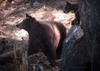 	Black Bear Sow and Cub - Yosemite
