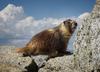 	Marmot on Mt Hoffmann - Yosemite