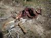 	Mule Deer Carcass - Yosemite