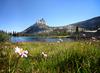 	Upper Cathedral Lake Wildflowers Under Cathedral Peak - Yosemite