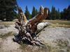 	Tuolumne Meadows Tree Roots - Yosemite