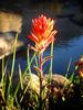 	Indian Paintbrush Wildflower - John Muir Trail