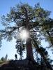 	Ancient Jeffrey Pine - Sierra