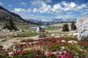 	Wildflowers at Silver Pass - John Muir Trail