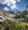	Upper Le Conte Canyon Wildflowers - John Muir Trail