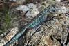	Sierra Fence Lizard - John Muir Trail