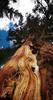 	Foxtail Pine - Sierra
