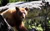 	Black Bear Walking - John Muir Trail
