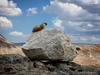 	Marmot on a Rock - John Muir Trail
