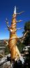 	Foxtail Pine near Cottonwood Pass - Sierra