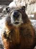 	Yellow Bellied Marmot Portrait - John Muir Trail