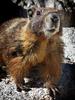 	Yellow Bellied Marmot - John Muir Trail